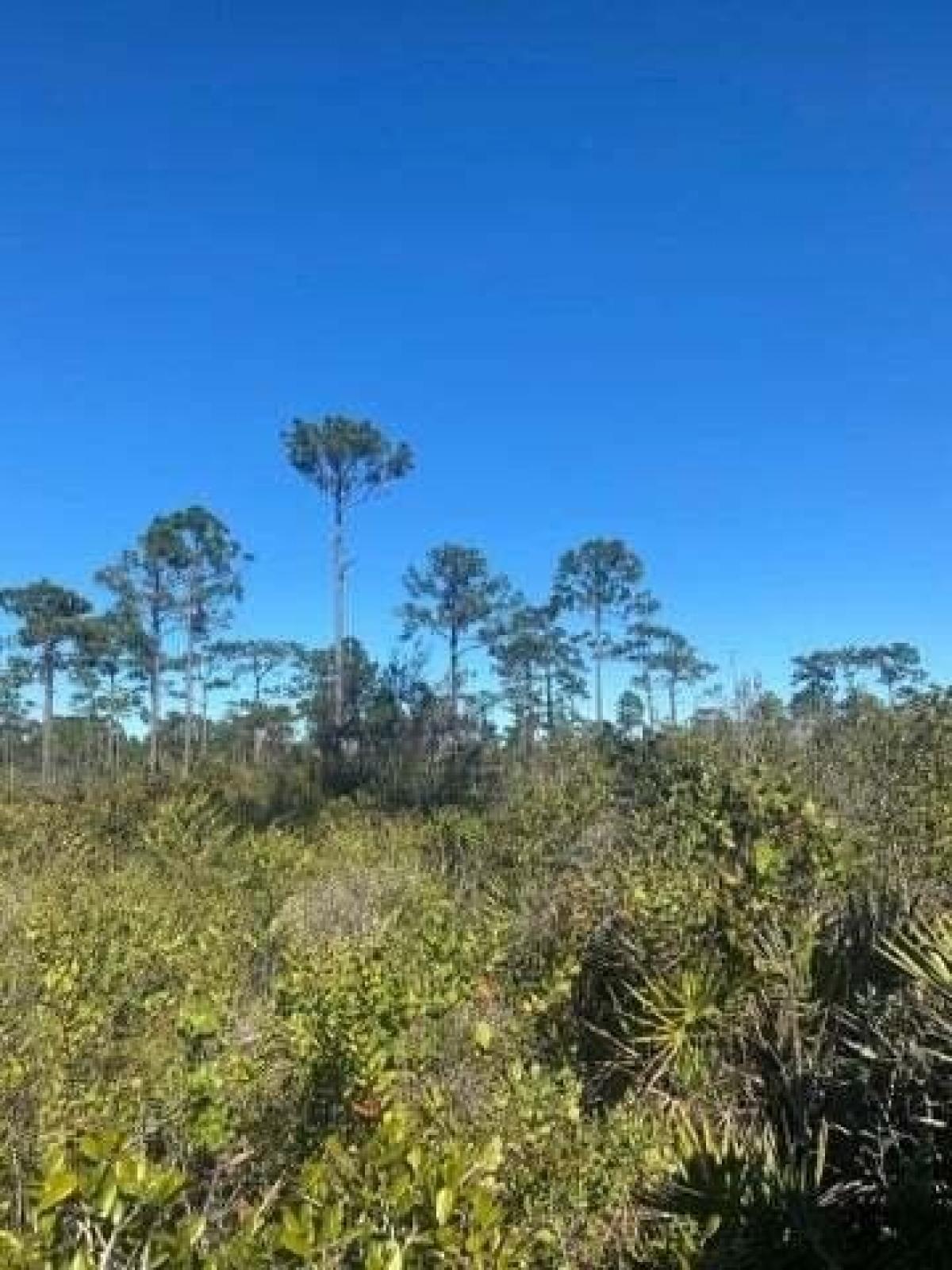 Picture of Residential Land For Sale in Frostproof, Florida, United States