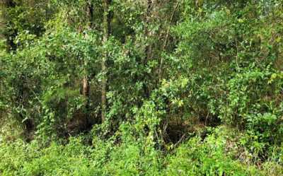 Residential Land For Sale in Lake City, Florida