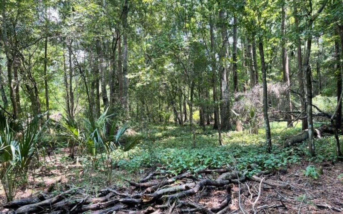 Picture of Residential Land For Sale in Gainesville, Florida, United States