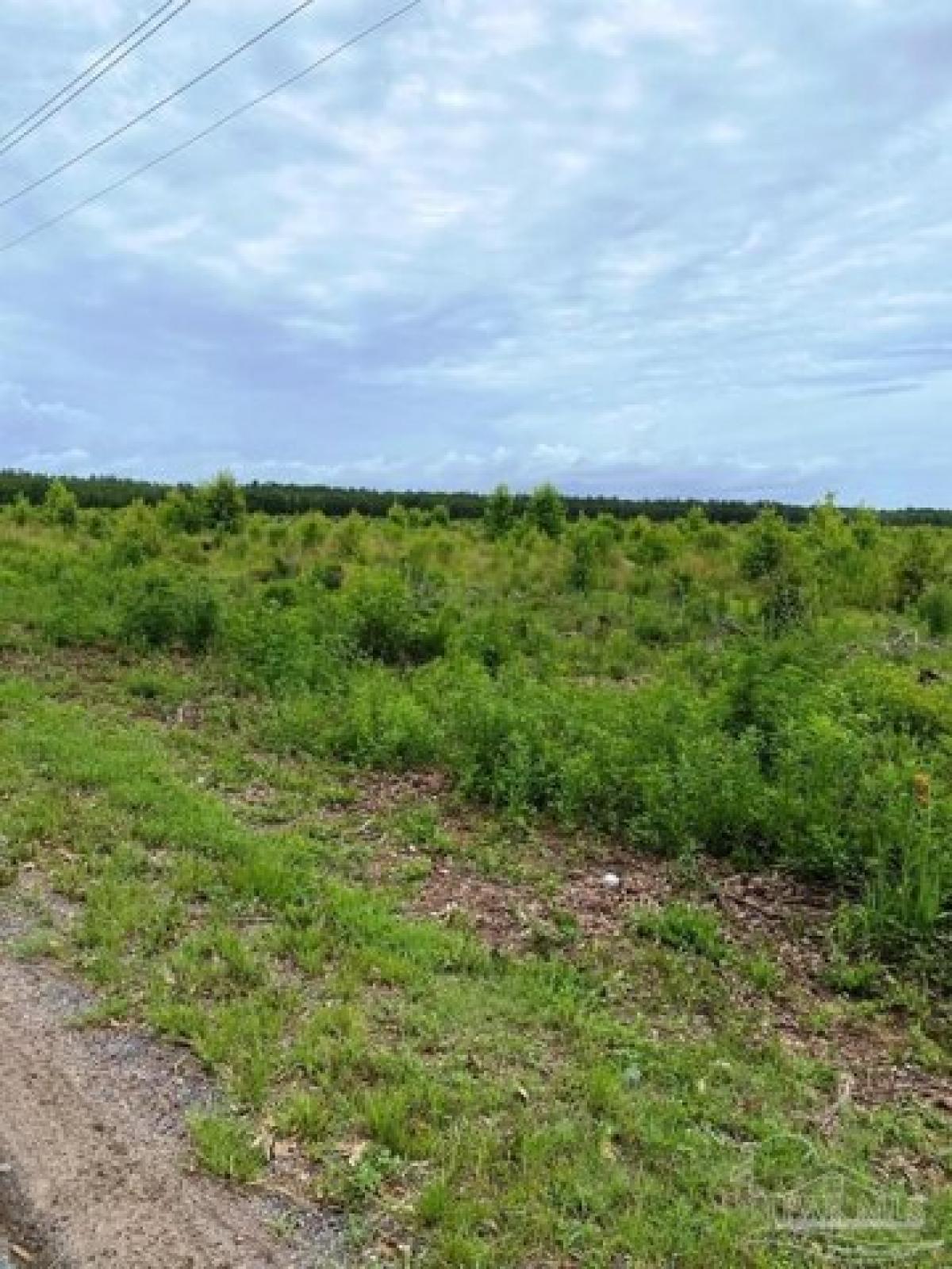 Picture of Residential Land For Sale in Milton, Florida, United States