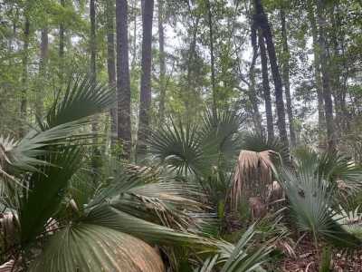 Residential Land For Sale in Perry, Florida