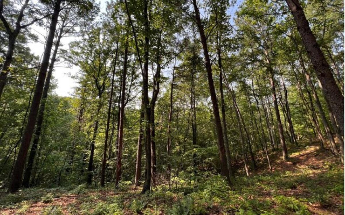 Picture of Residential Land For Sale in Talking Rock, Georgia, United States