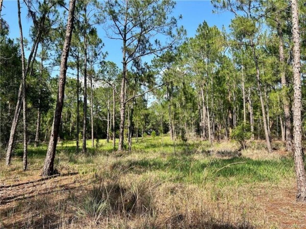 Picture of Residential Land For Sale in Hernando, Florida, United States