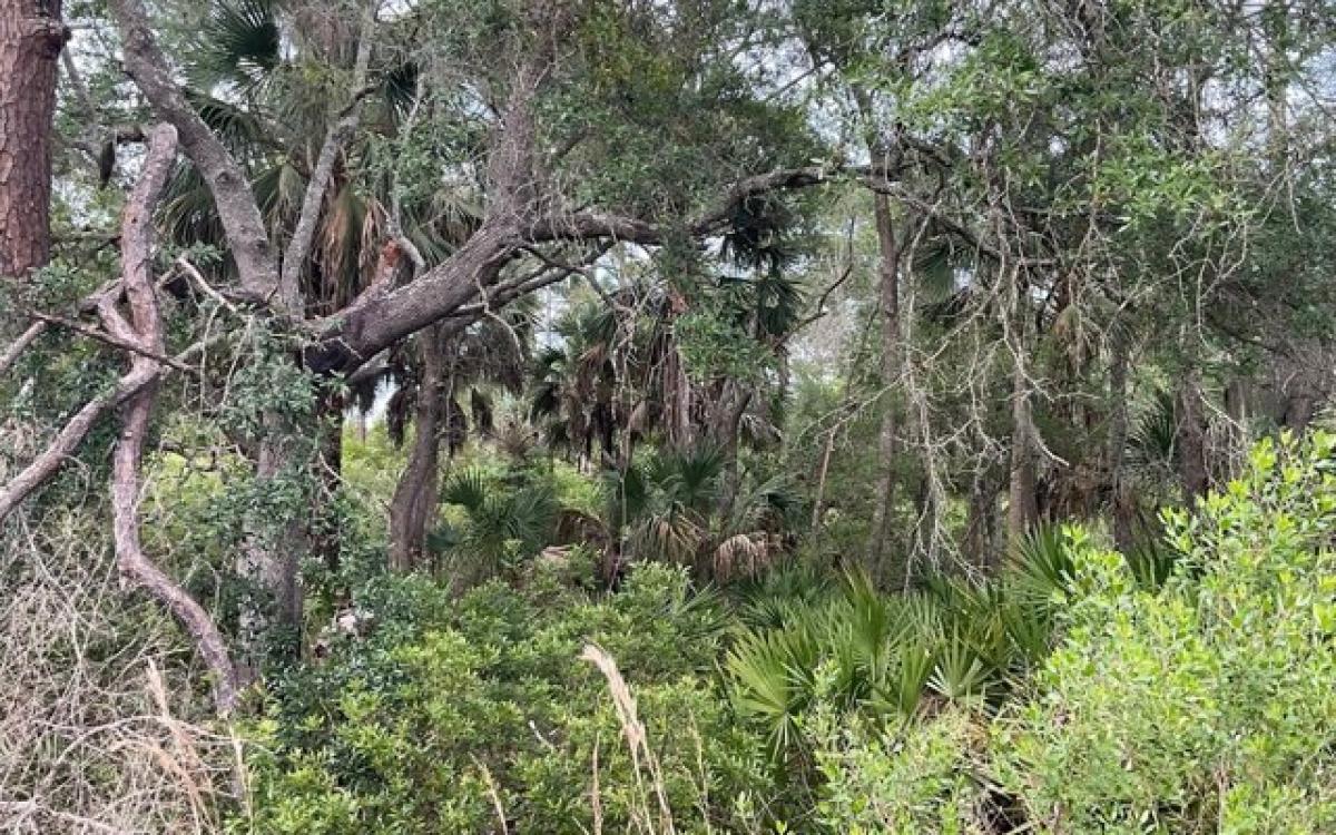 Picture of Residential Land For Sale in Cedar Key, Florida, United States