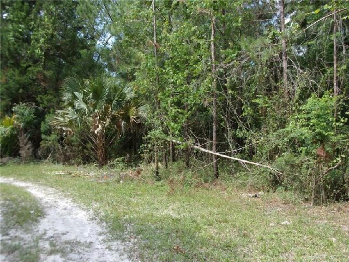 Picture of Residential Land For Sale in Steinhatchee, Florida, United States