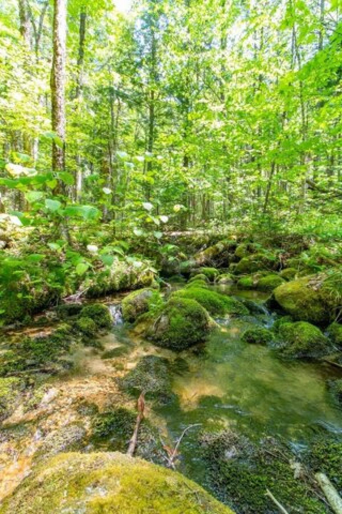 Picture of Residential Land For Sale in East Haven, Vermont, United States