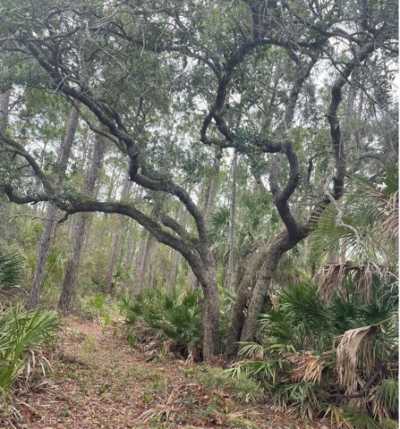 Residential Land For Sale in Cedar Key, Florida