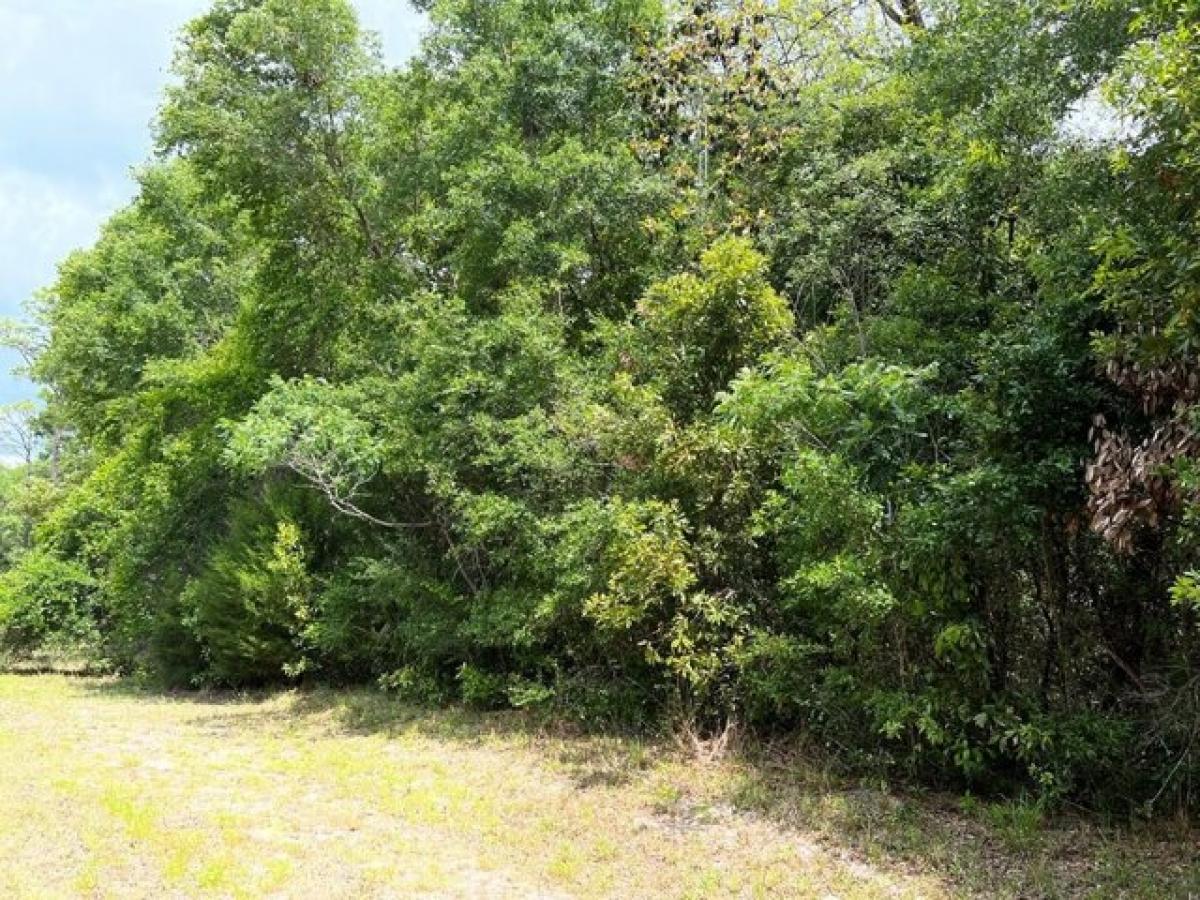 Picture of Residential Land For Sale in Chiefland, Florida, United States