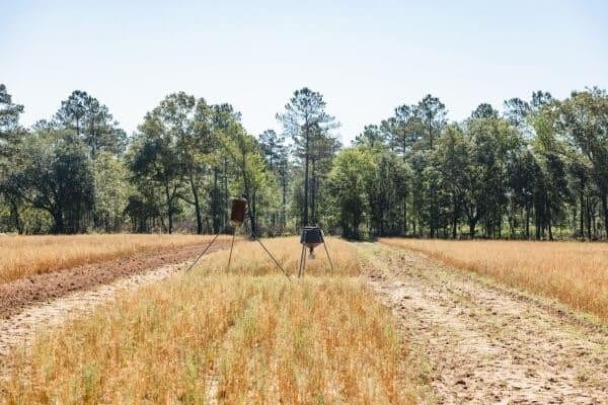 Picture of Residential Land For Sale in Bainbridge, Georgia, United States