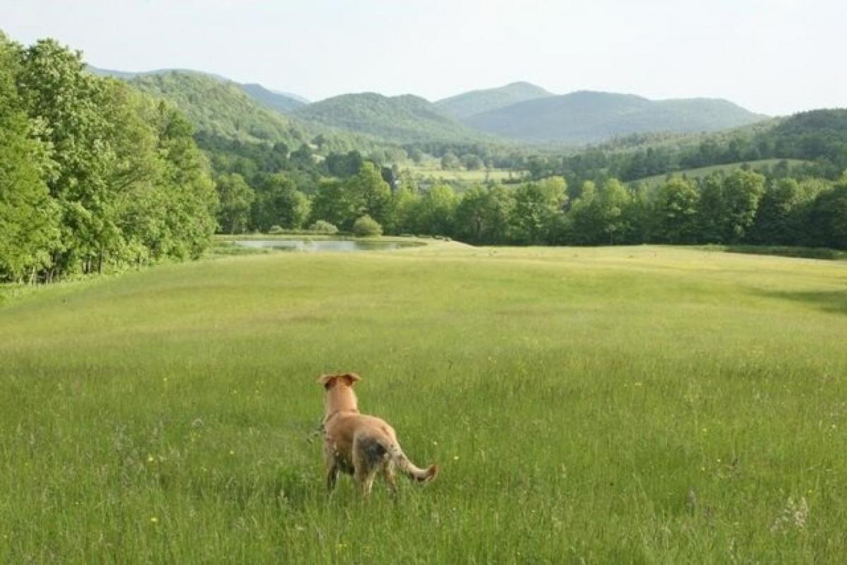 Picture of Residential Land For Sale in Poultney, Vermont, United States