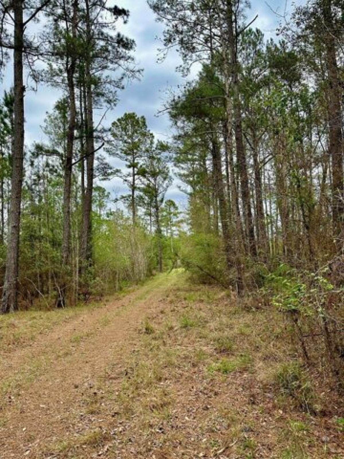 Picture of Residential Land For Sale in Brunswick, Georgia, United States