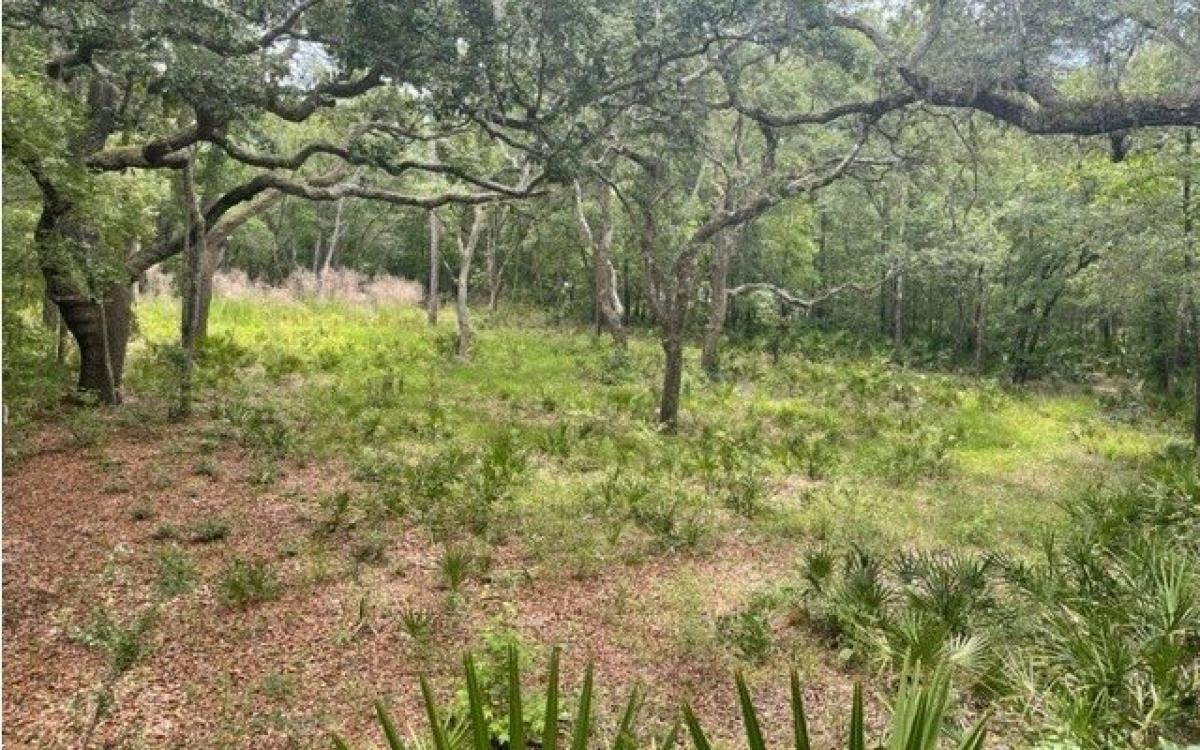 Picture of Residential Land For Sale in Live Oak, Florida, United States