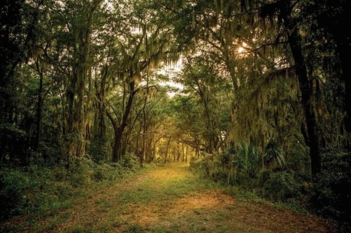 Picture of Residential Land For Sale in Brunswick, Georgia, United States