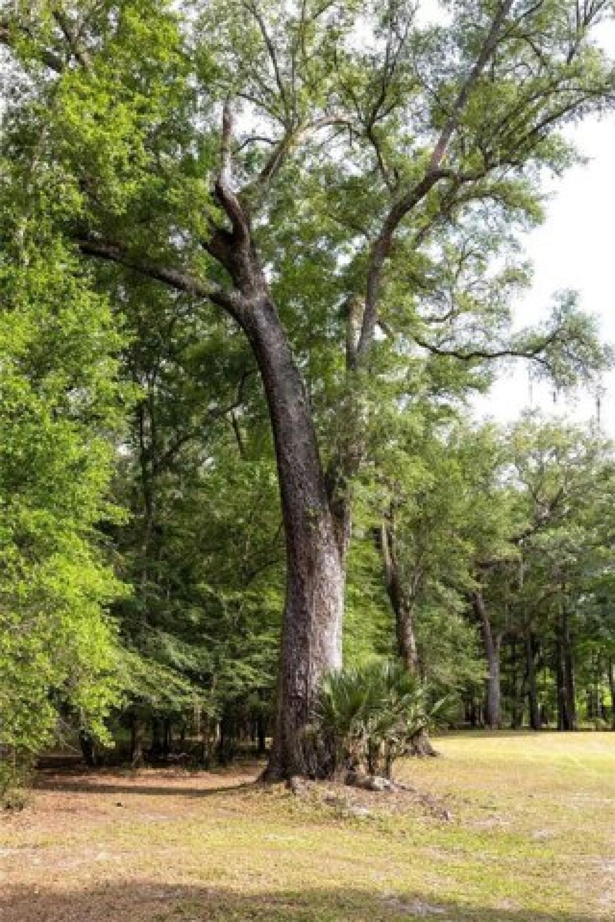 Picture of Residential Land For Sale in Branford, Florida, United States