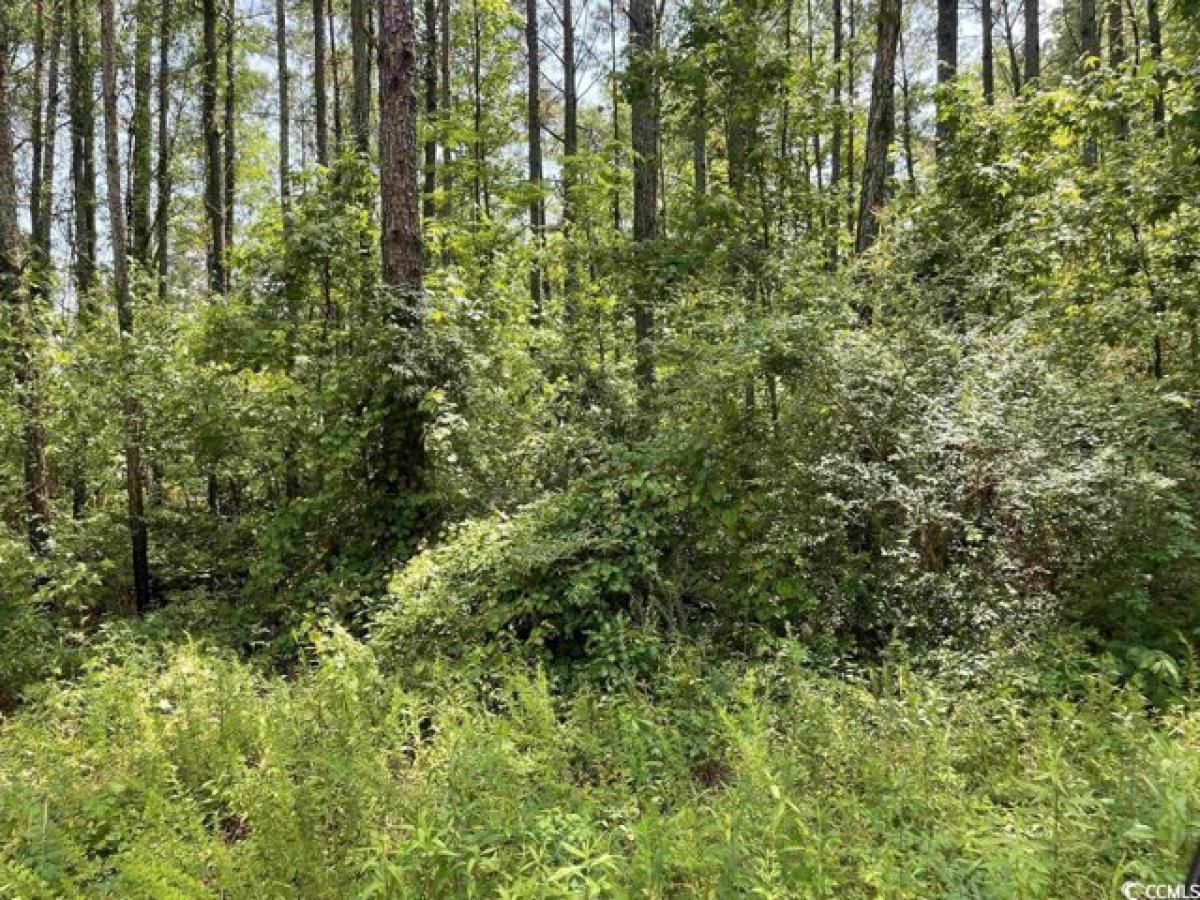 Picture of Residential Land For Sale in Andrews, South Carolina, United States