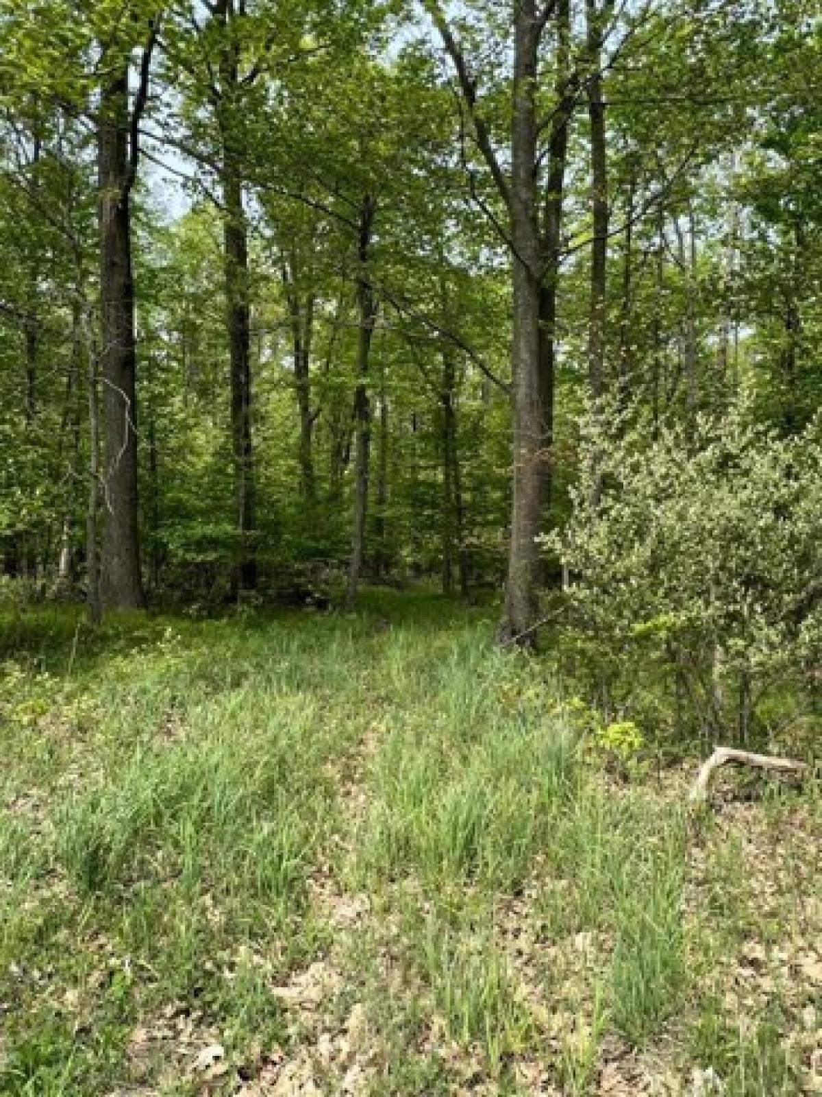 Picture of Residential Land For Sale in Crystal, Michigan, United States