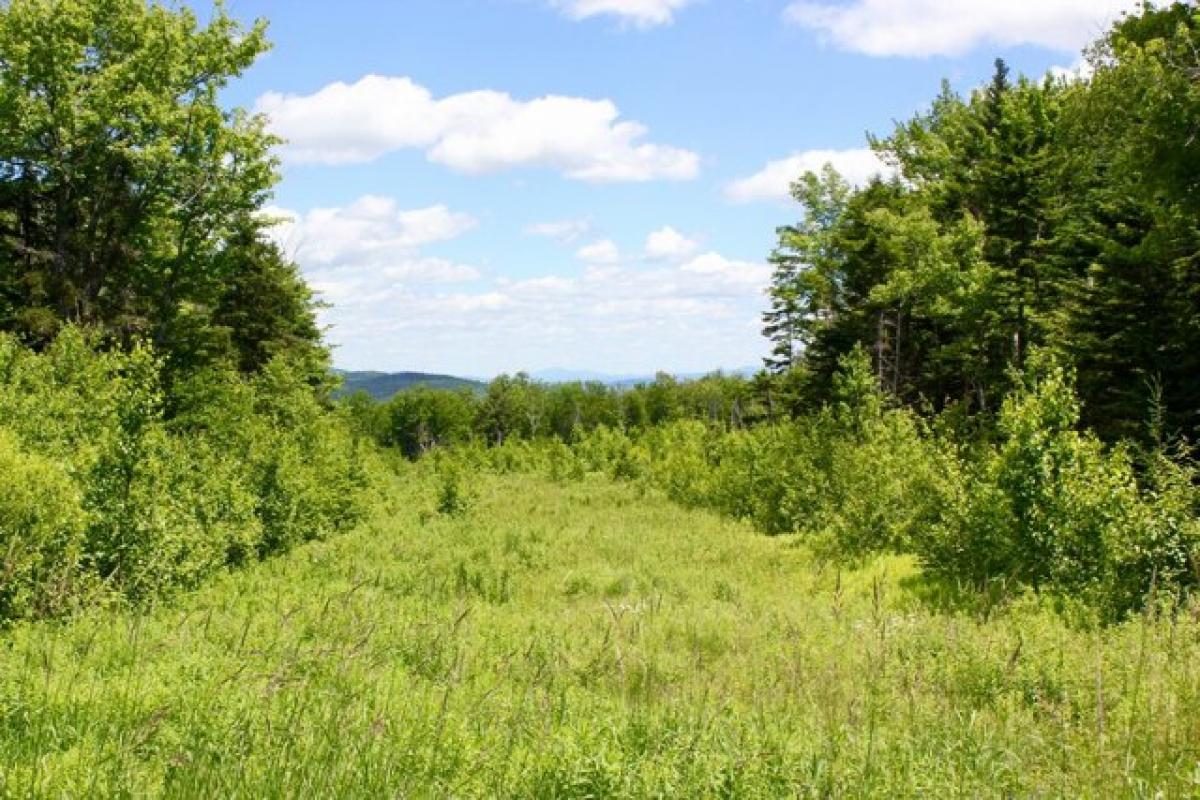 Picture of Residential Land For Sale in Ludlow, Vermont, United States