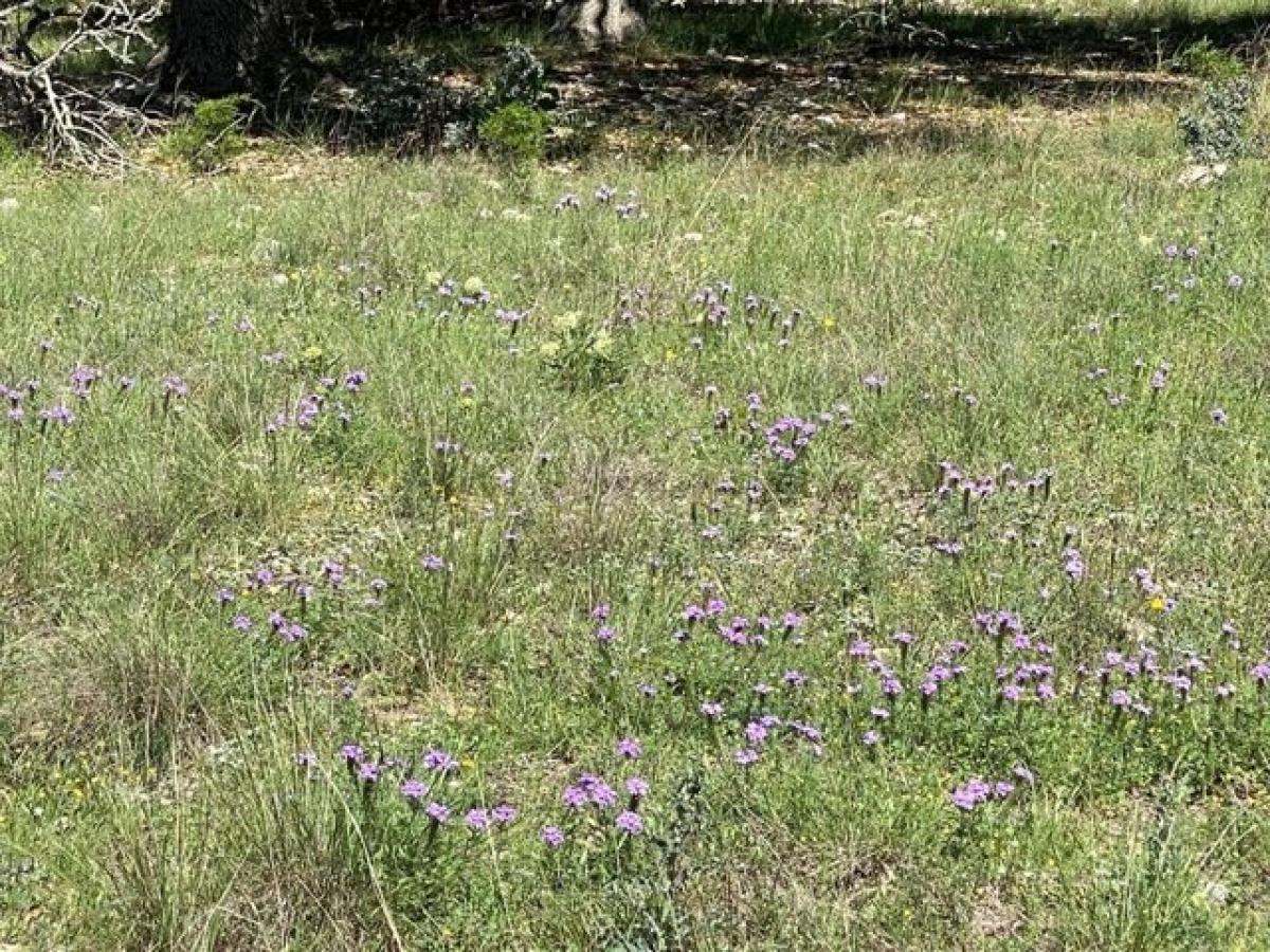 Picture of Residential Land For Sale in Fredericksburg, Texas, United States