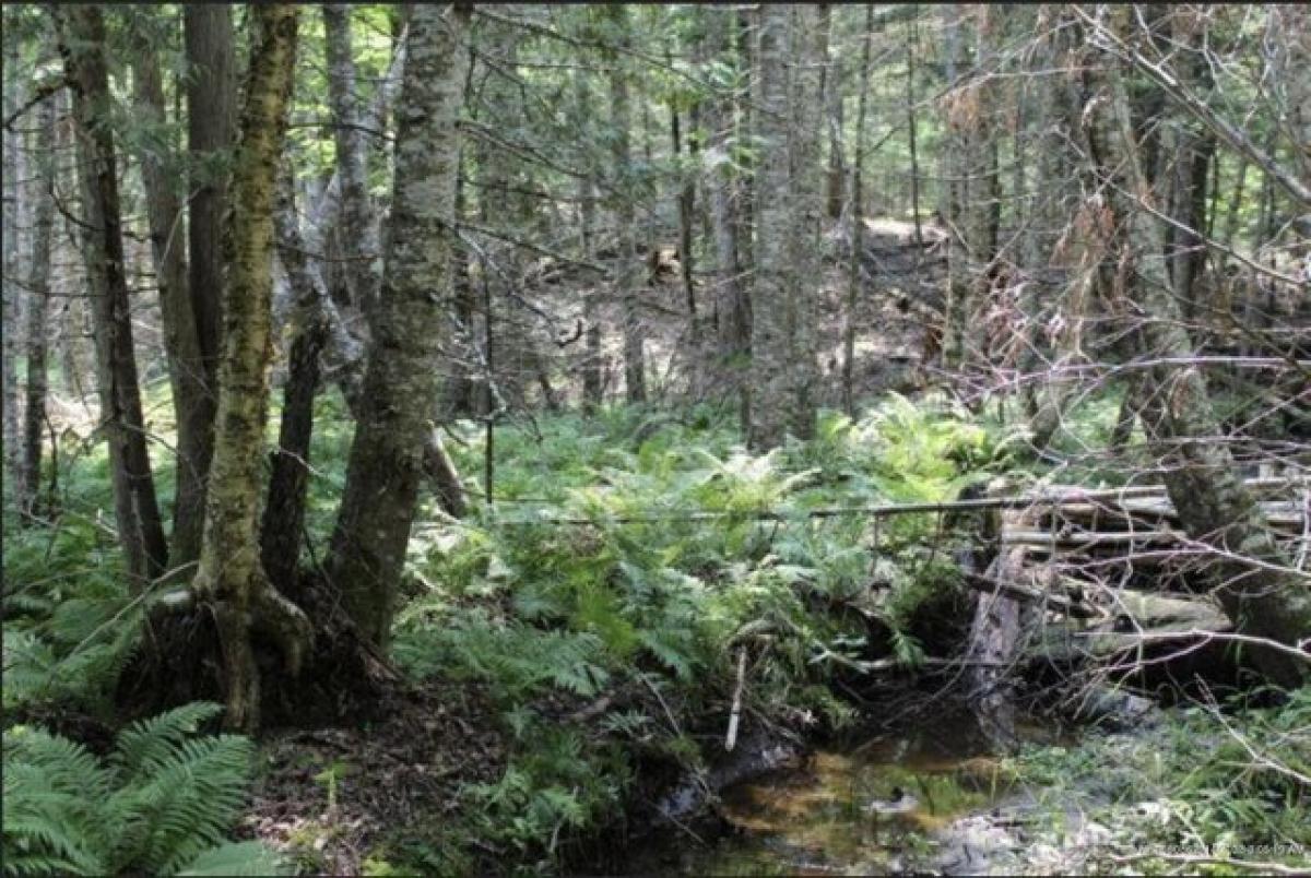 Picture of Residential Land For Sale in Unity, Maine, United States