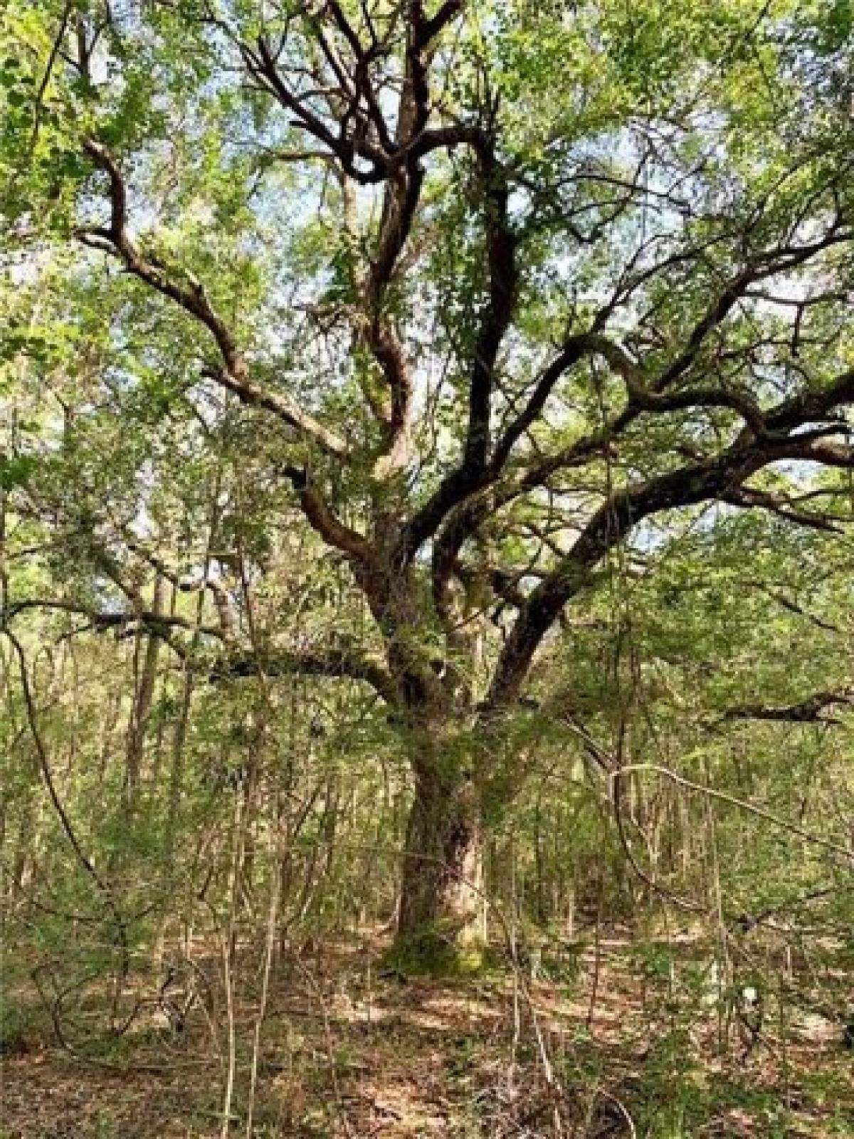 Picture of Residential Land For Sale in Ponchatoula, Louisiana, United States