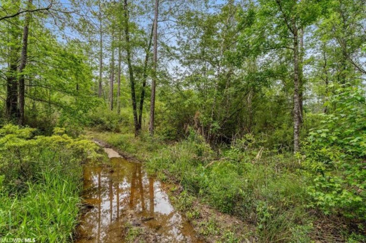 Picture of Residential Land For Sale in Bay Minette, Alabama, United States