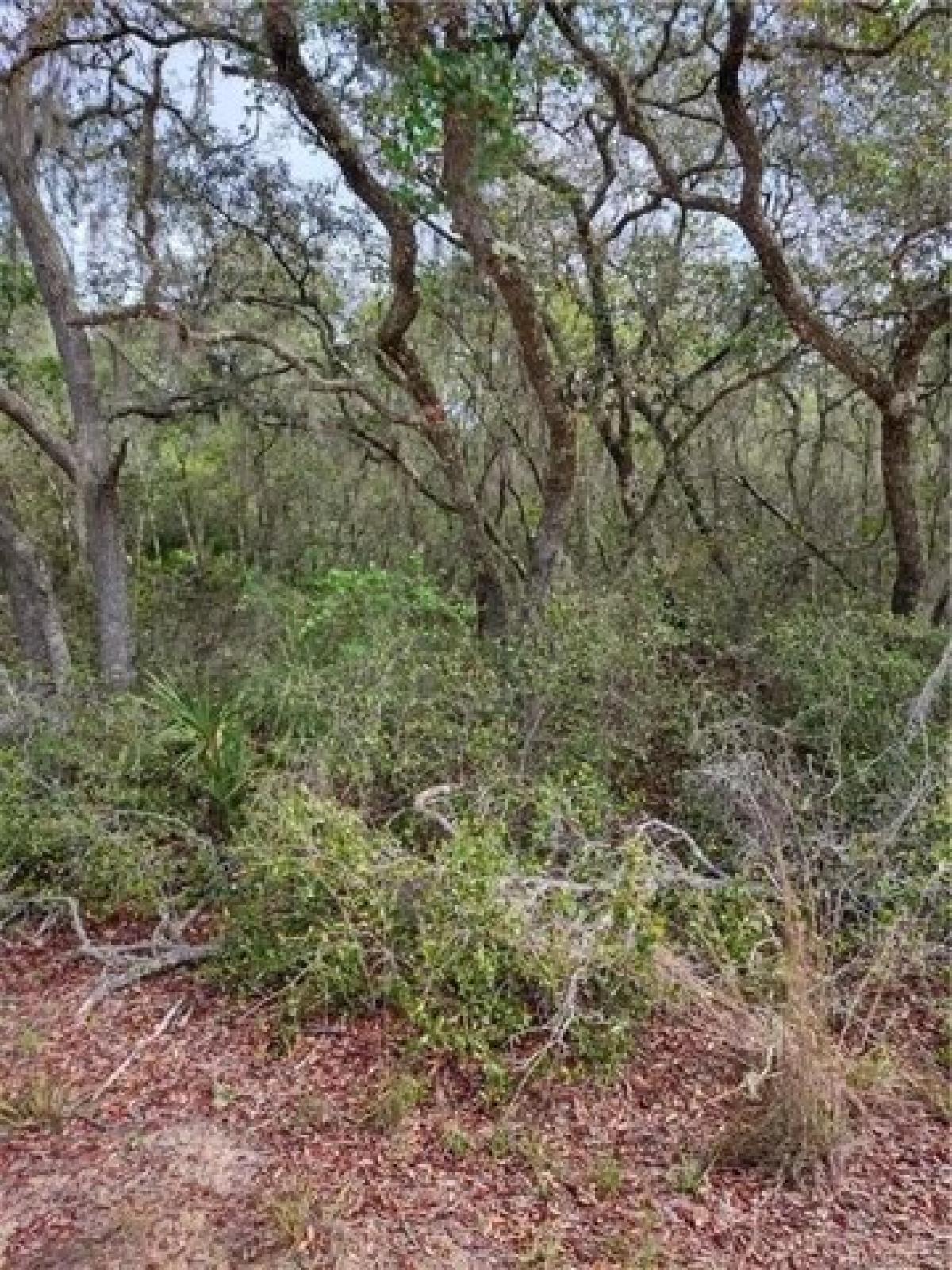 Picture of Residential Land For Sale in Fort Mccoy, Florida, United States