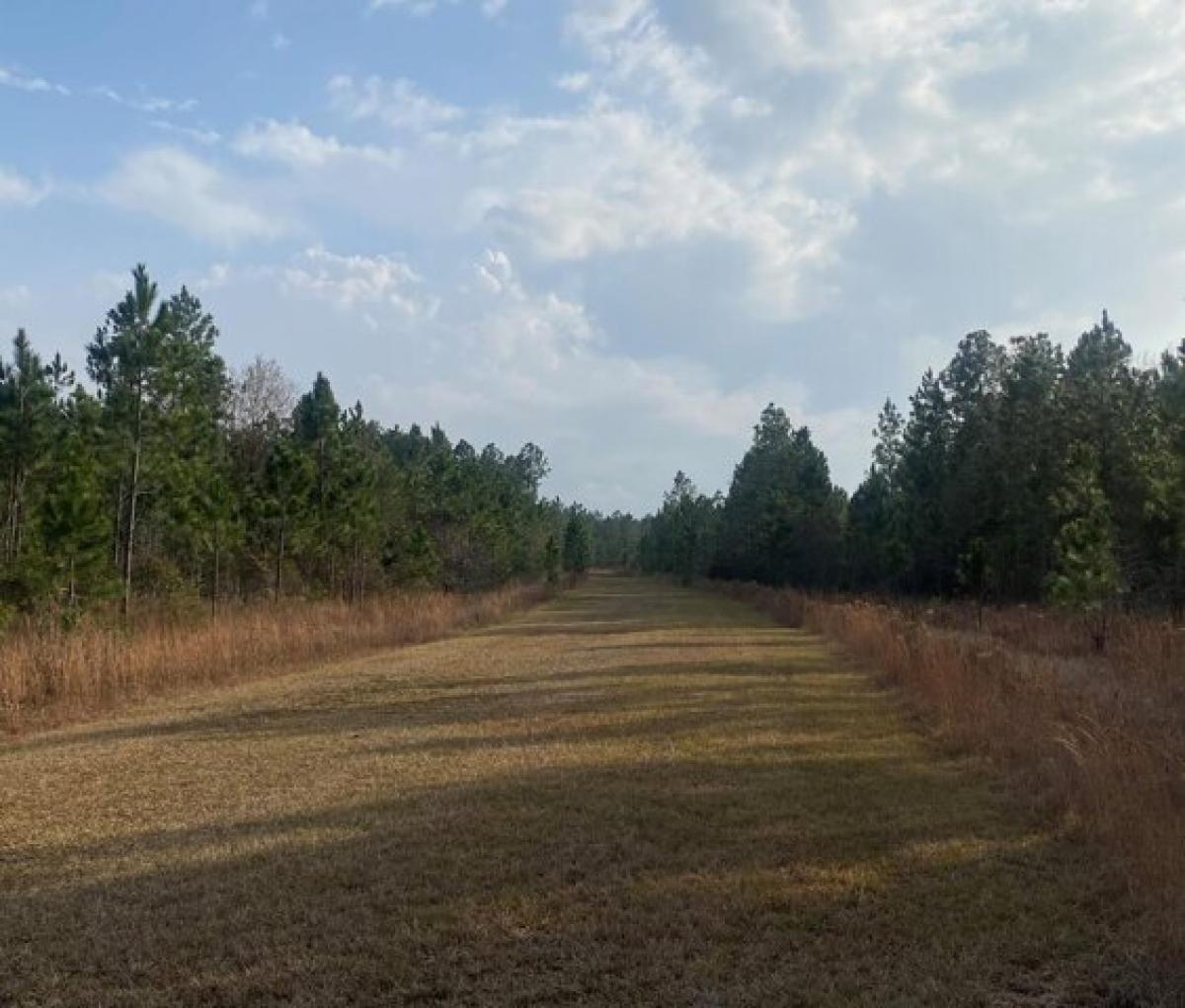 Picture of Residential Land For Sale in Deridder, Louisiana, United States