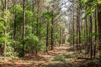 Residential Land For Sale in Linden, Texas