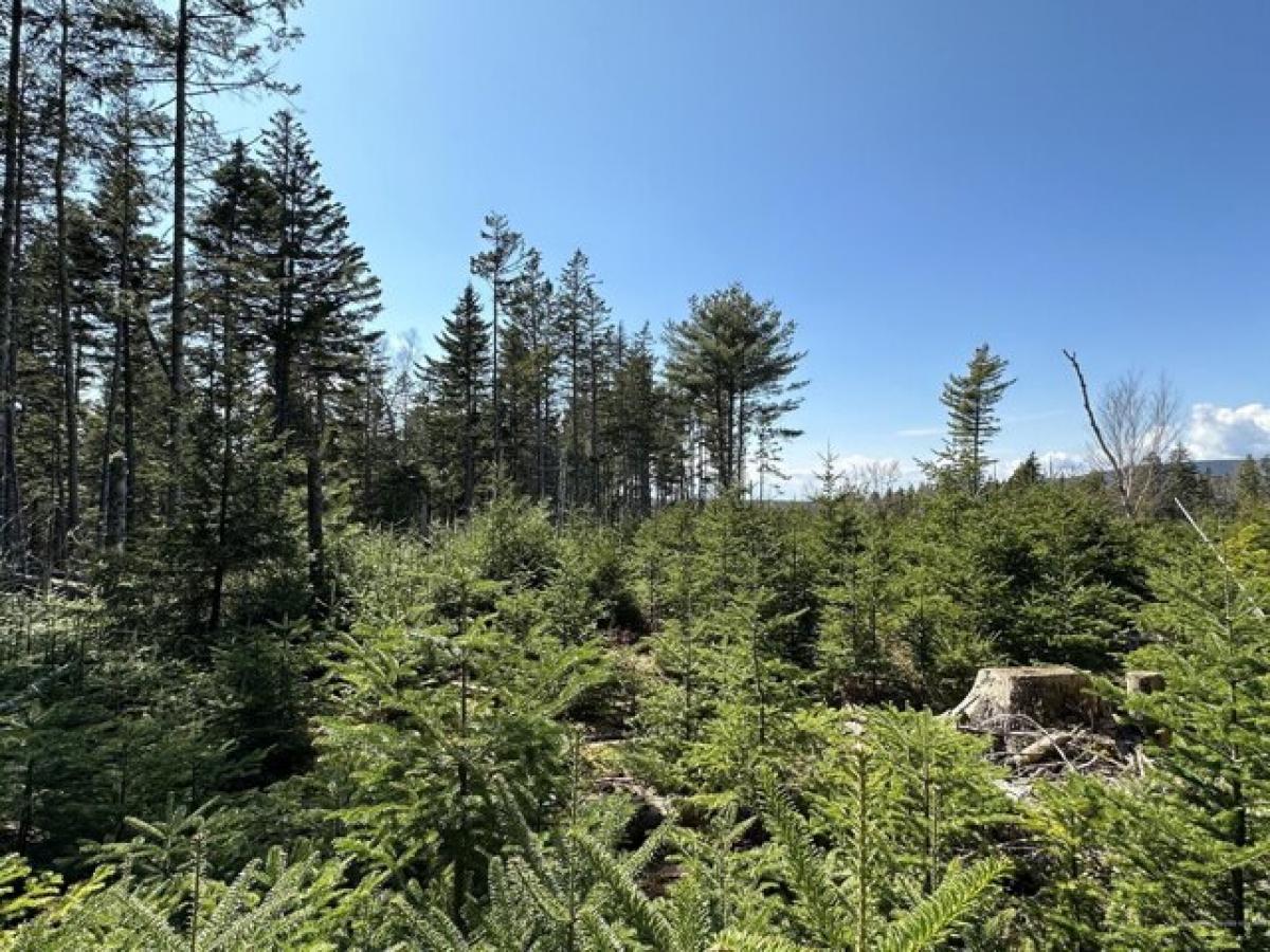 Picture of Residential Land For Sale in Southwest Harbor, Maine, United States