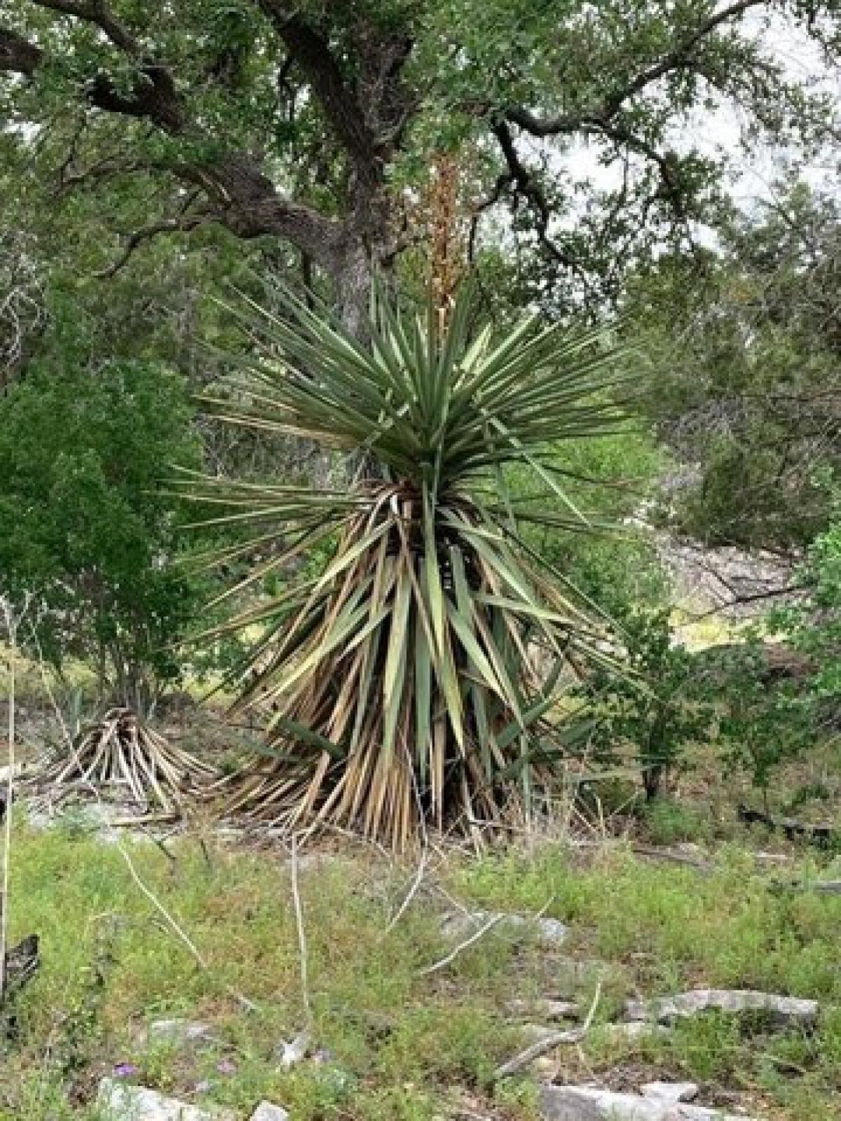 Picture of Residential Land For Sale in Johnson City, Texas, United States