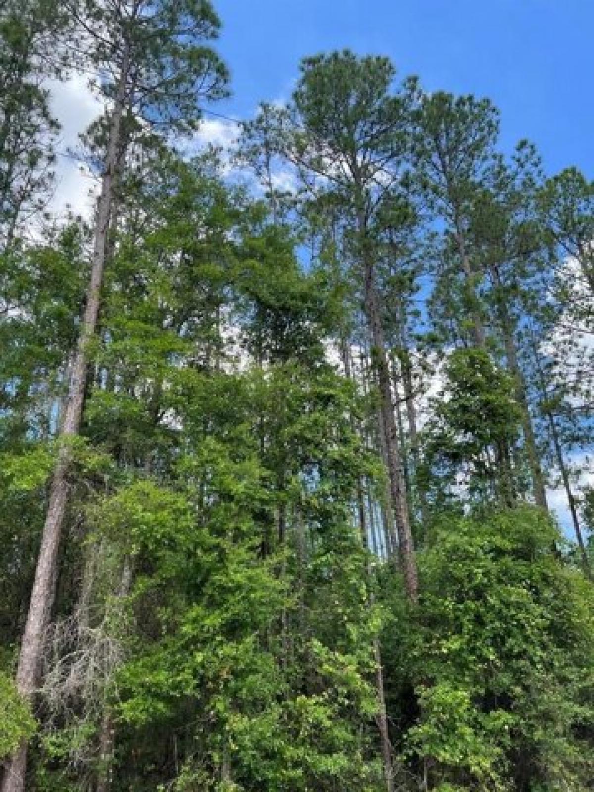 Picture of Residential Land For Sale in Old Town, Florida, United States