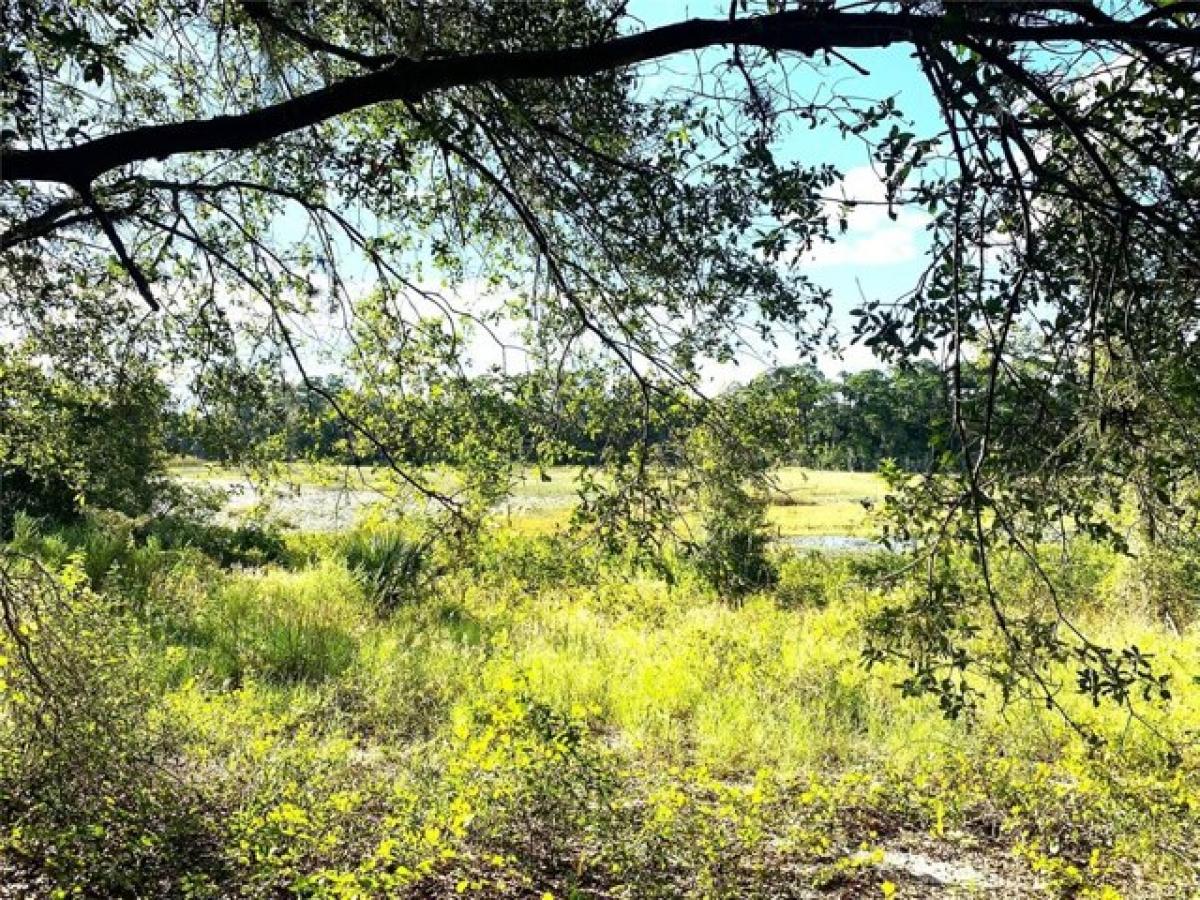 Picture of Residential Land For Sale in Yalaha, Florida, United States