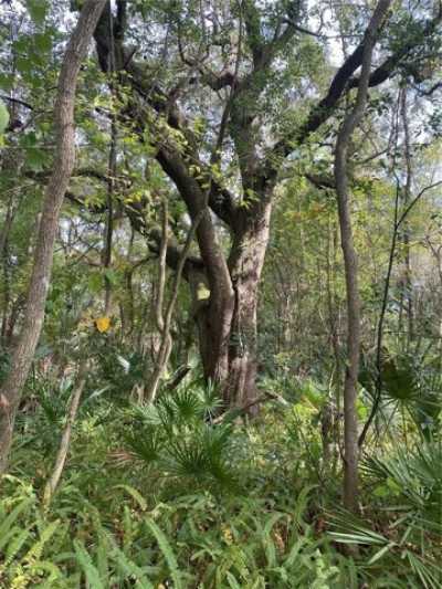 Residential Land For Sale in Micanopy, Florida