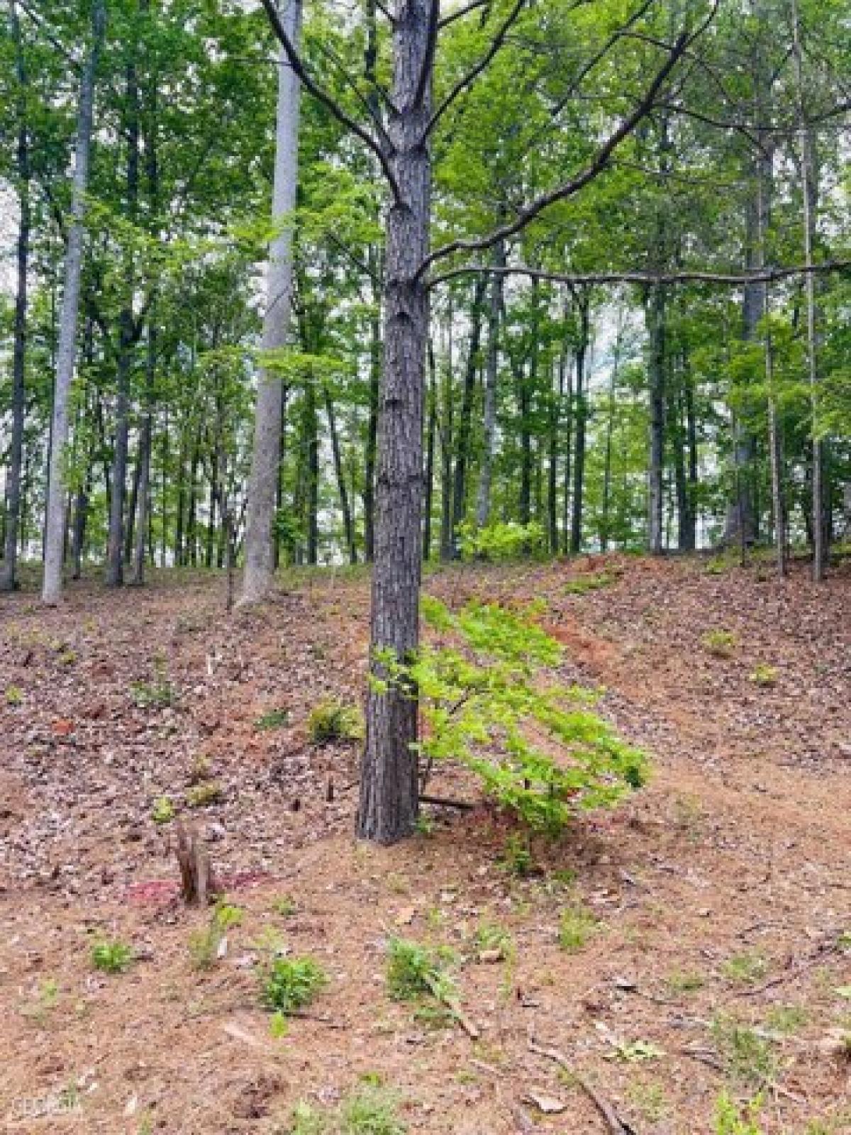 Picture of Residential Land For Sale in Ball Ground, Georgia, United States