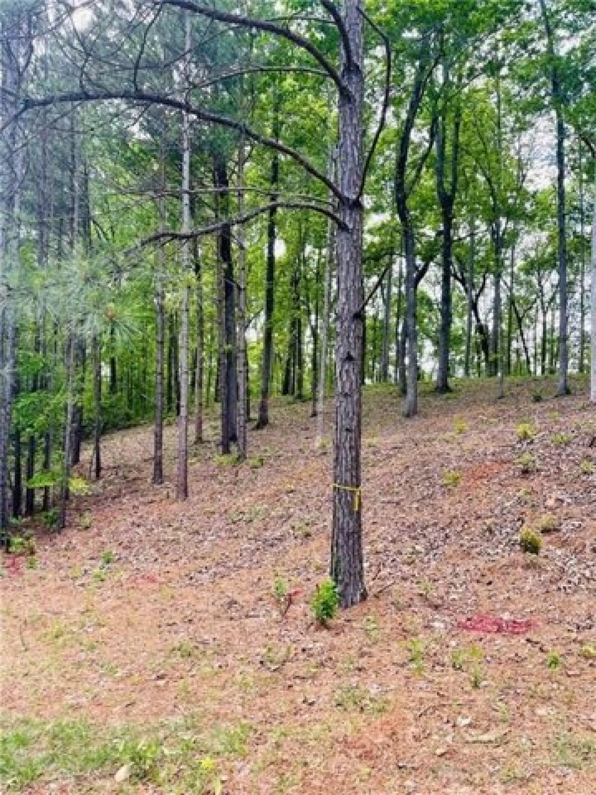 Picture of Residential Land For Sale in Ball Ground, Georgia, United States