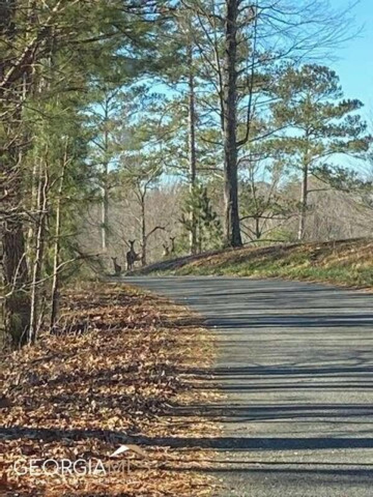 Picture of Residential Land For Sale in Talking Rock, Georgia, United States