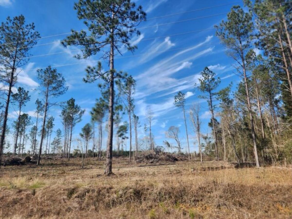 Picture of Residential Land For Sale in Deridder, Louisiana, United States