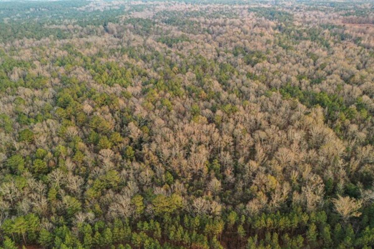 Picture of Residential Land For Sale in Camden, Mississippi, United States