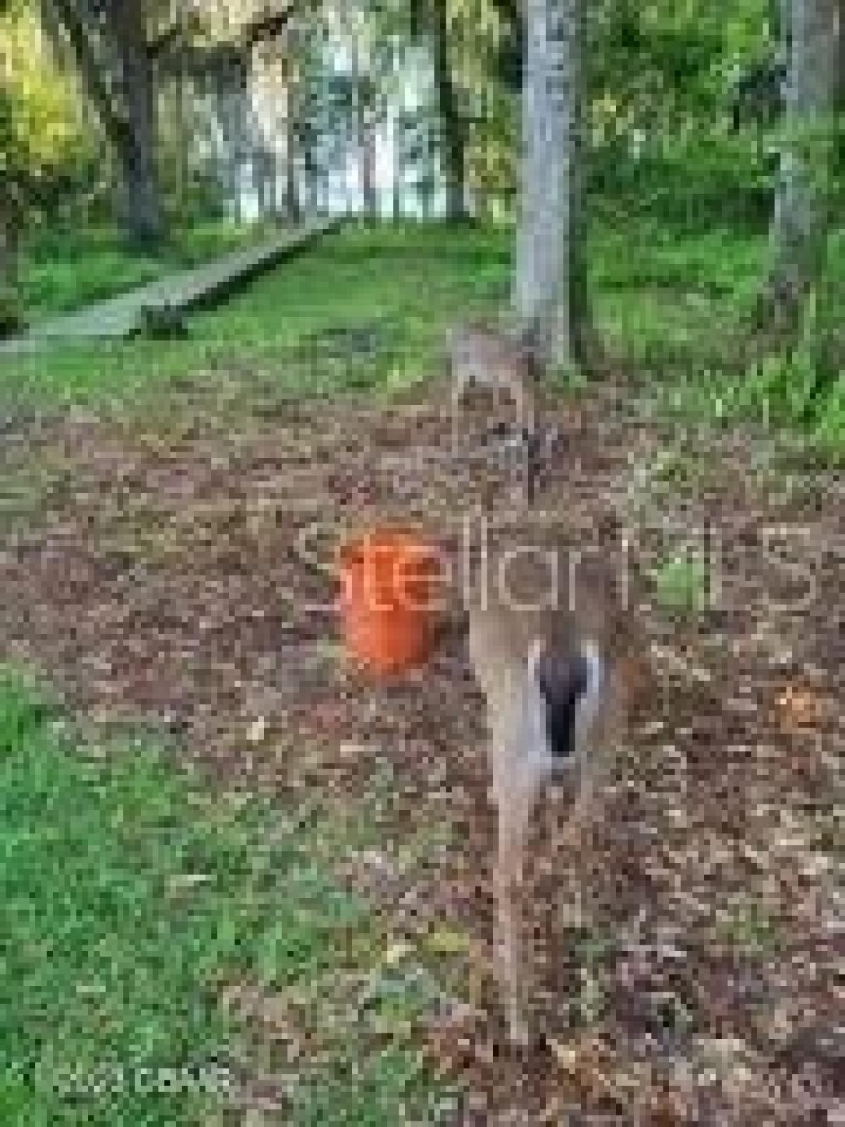 Picture of Residential Land For Sale in Welaka, Florida, United States