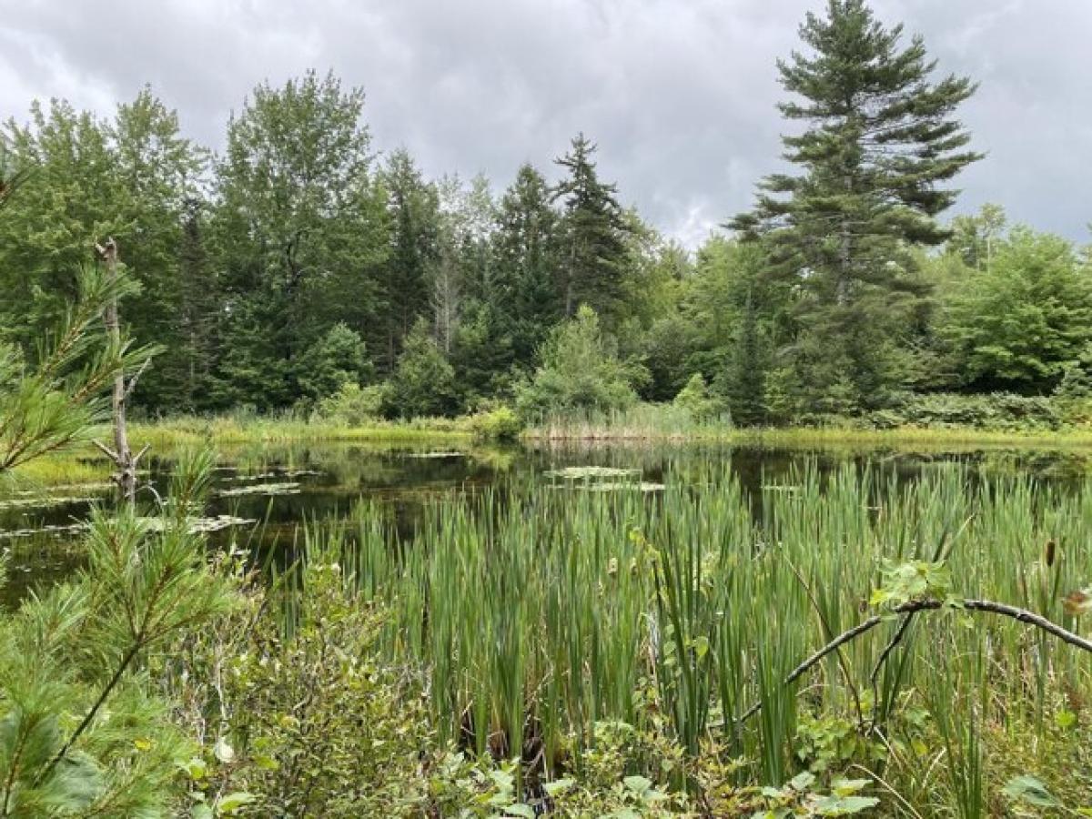 Picture of Residential Land For Sale in Washington, Maine, United States