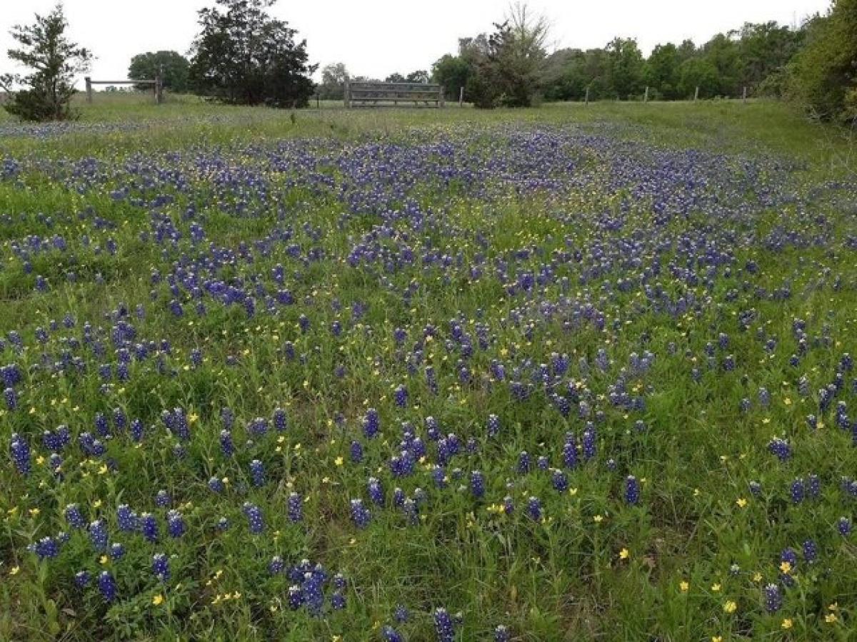 Picture of Residential Land For Sale in Schulenburg, Texas, United States