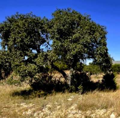 Residential Land For Sale in Blanco, Texas