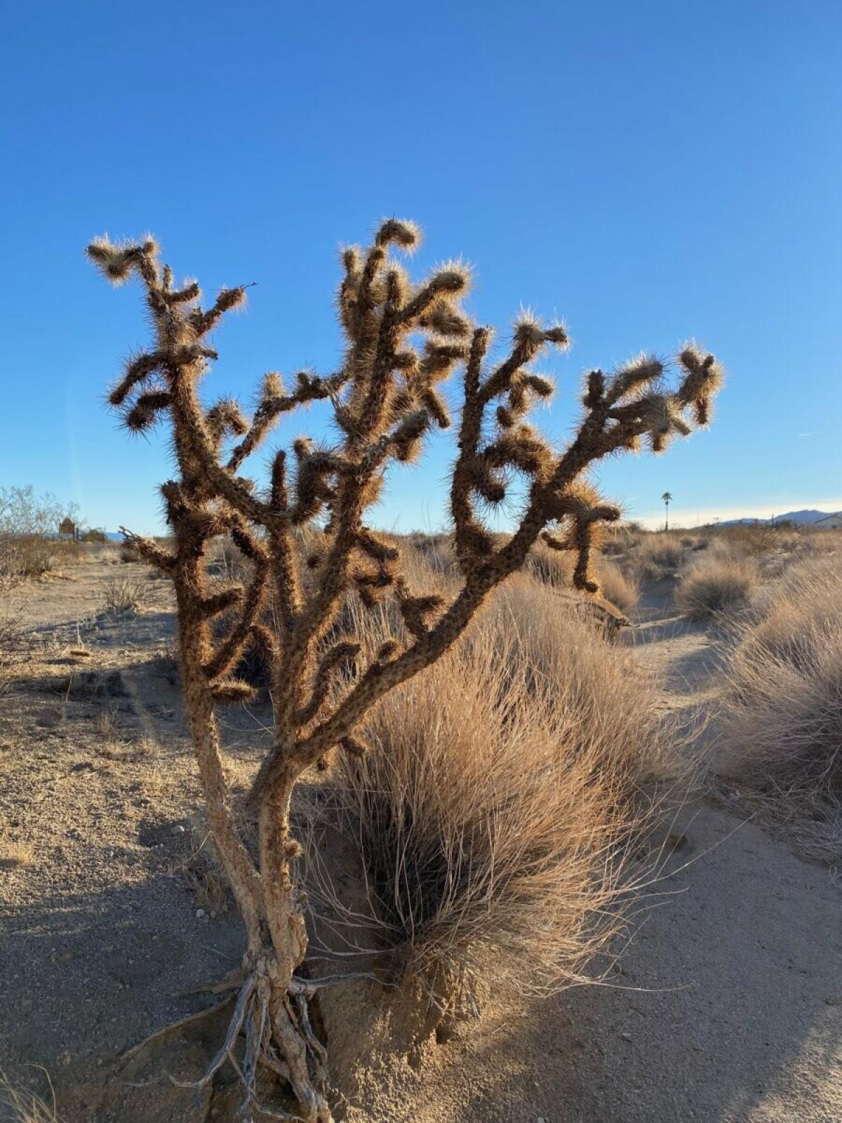 Picture of Residential Land For Sale in Joshua Tree, California, United States