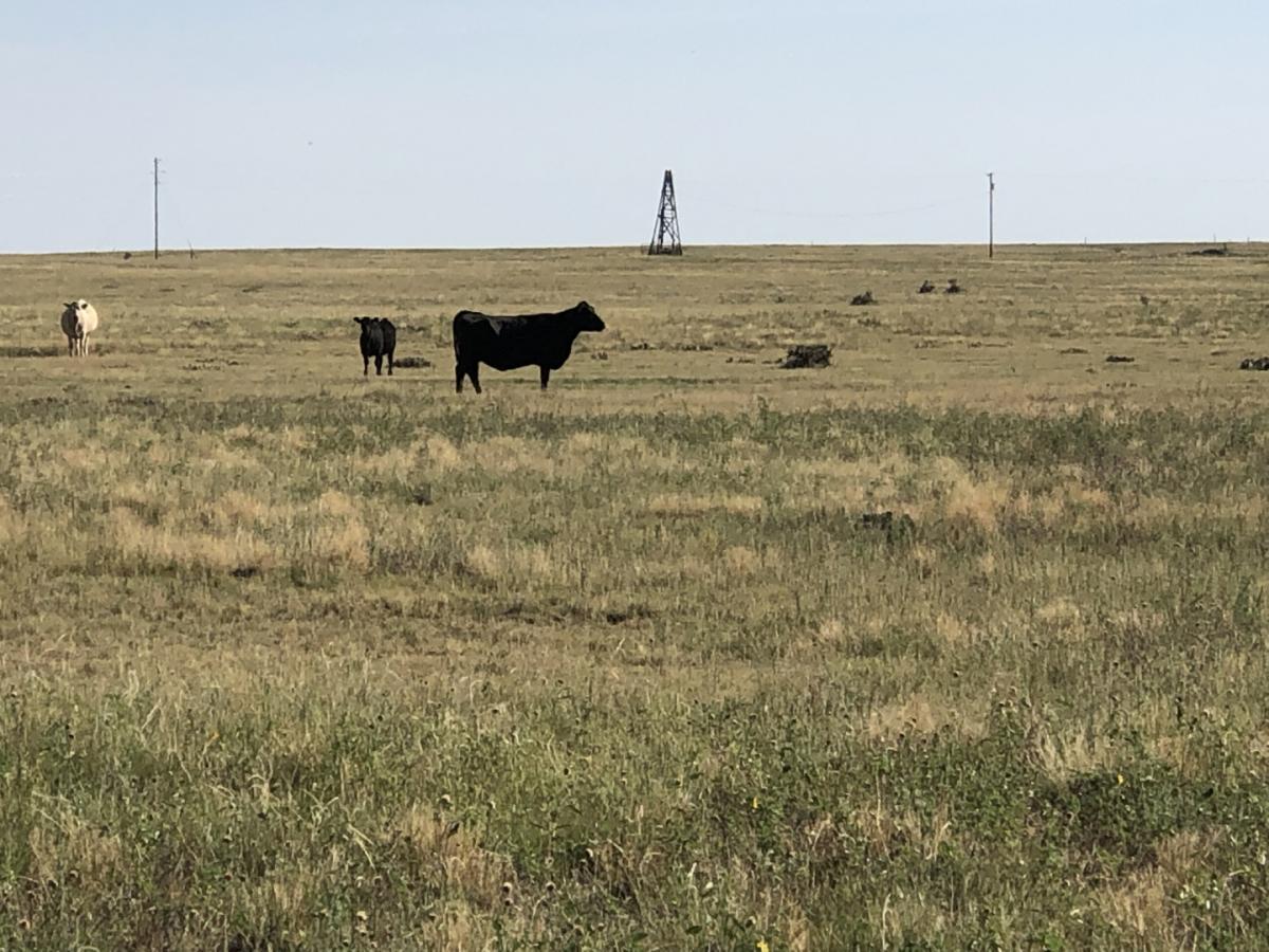 Picture of Residential Land For Sale in Model, Colorado, United States