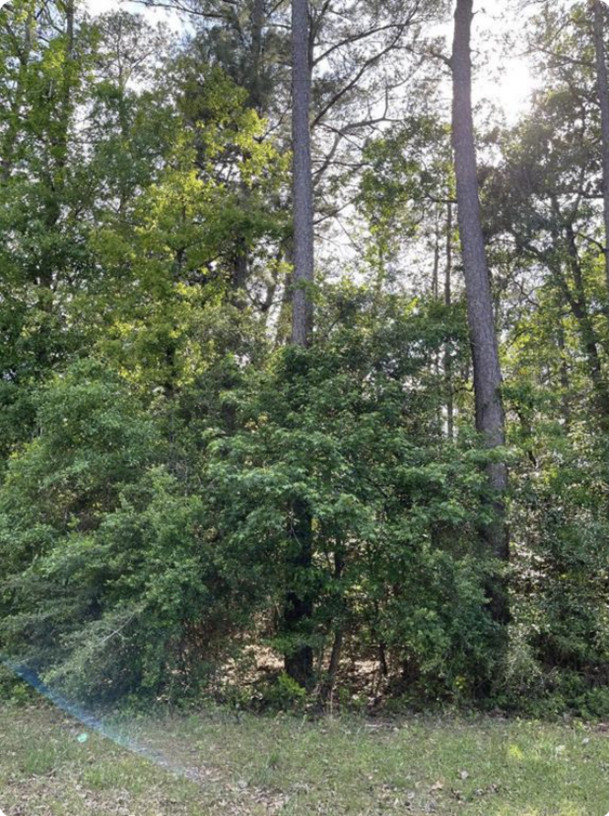 Picture of Residential Land For Sale in Village Mills, Texas, United States