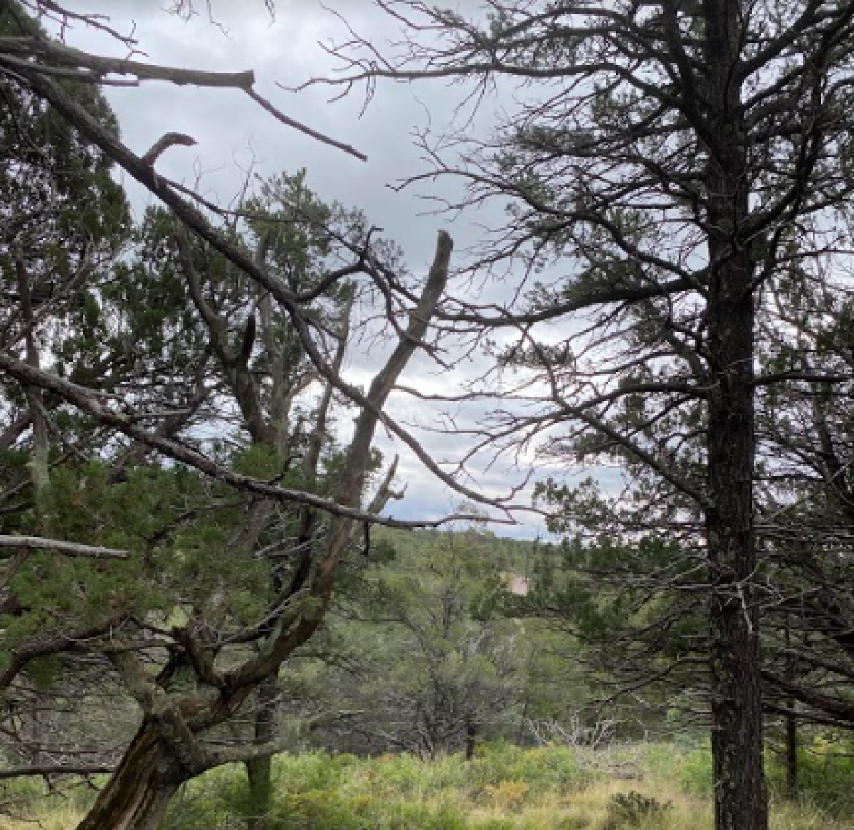 Picture of Residential Land For Sale in Cloudcroft, New Mexico, United States