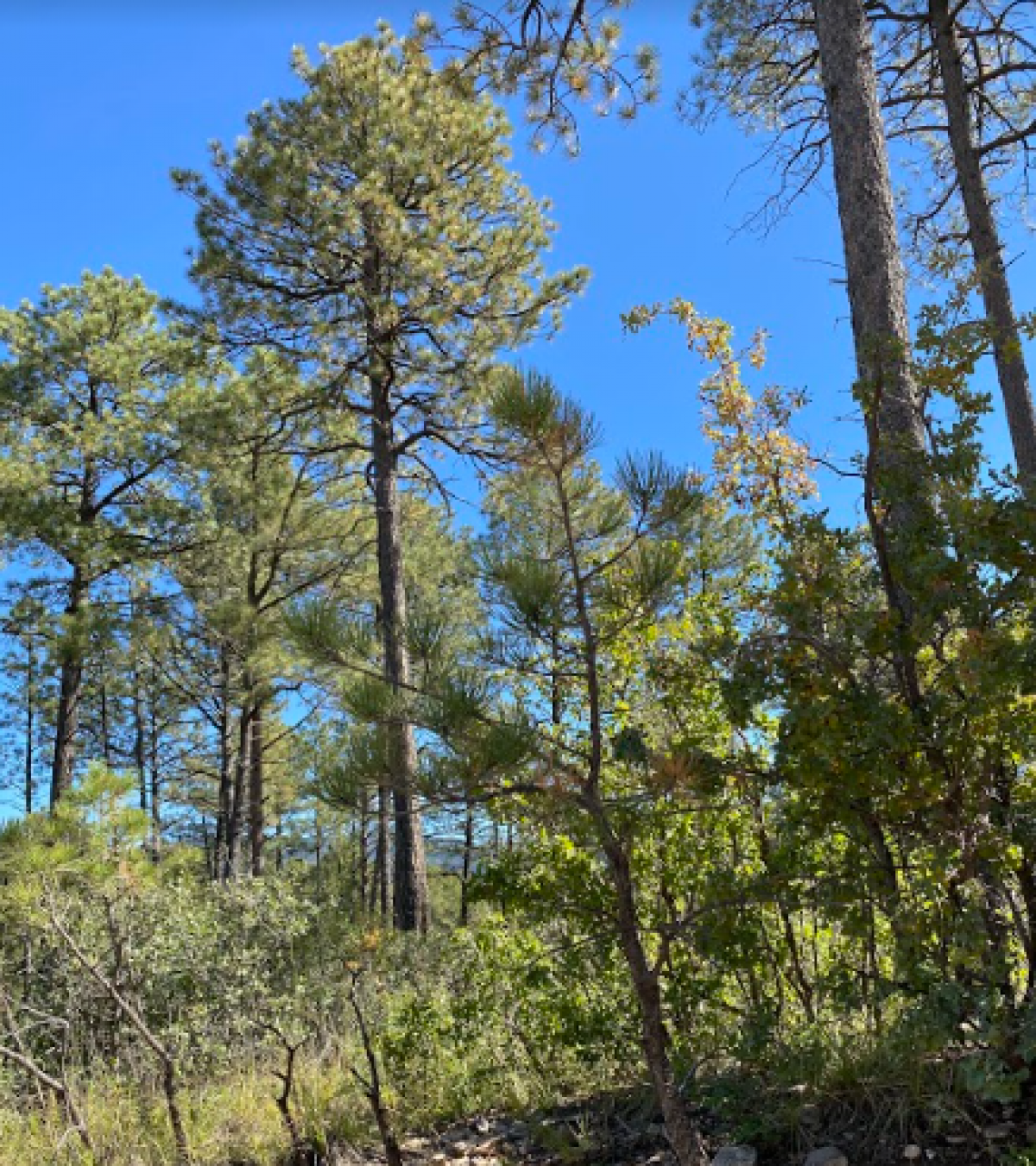 Picture of Residential Land For Sale in Cloudcroft, New Mexico, United States