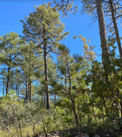 Residential Land For Sale in Cloudcroft, New Mexico