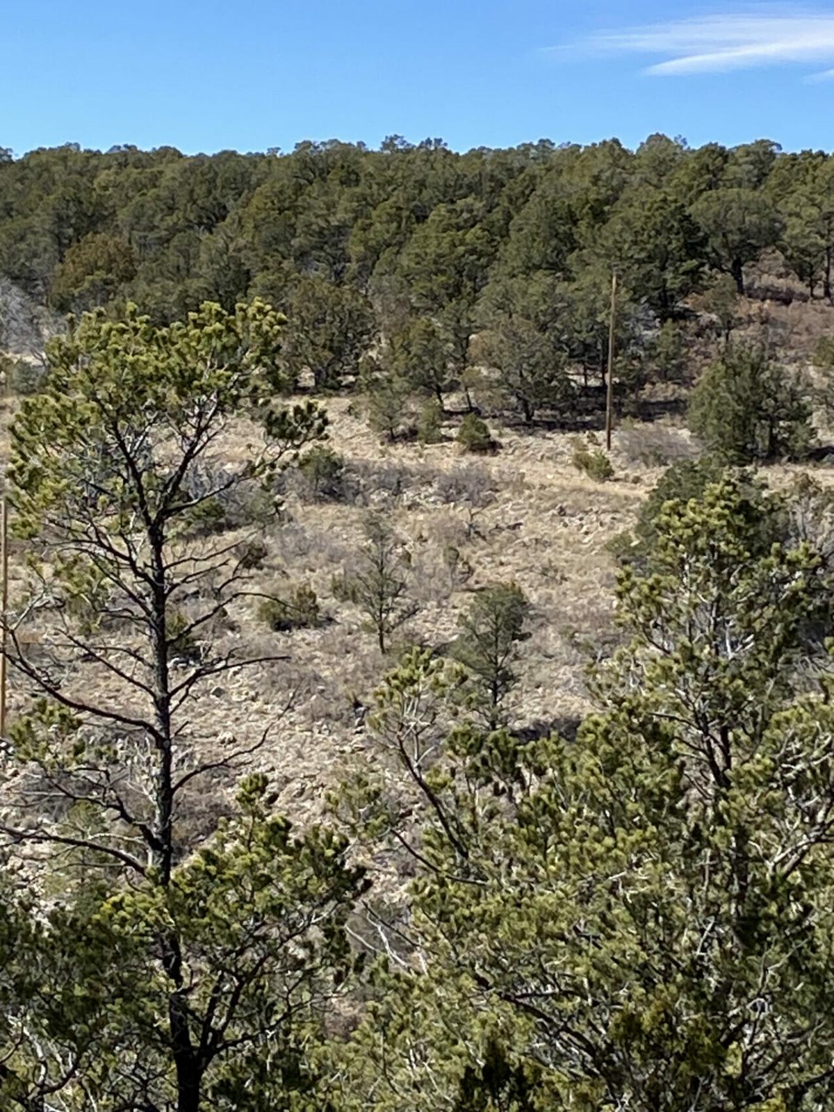 Picture of Residential Land For Sale in Timberon, New Mexico, United States