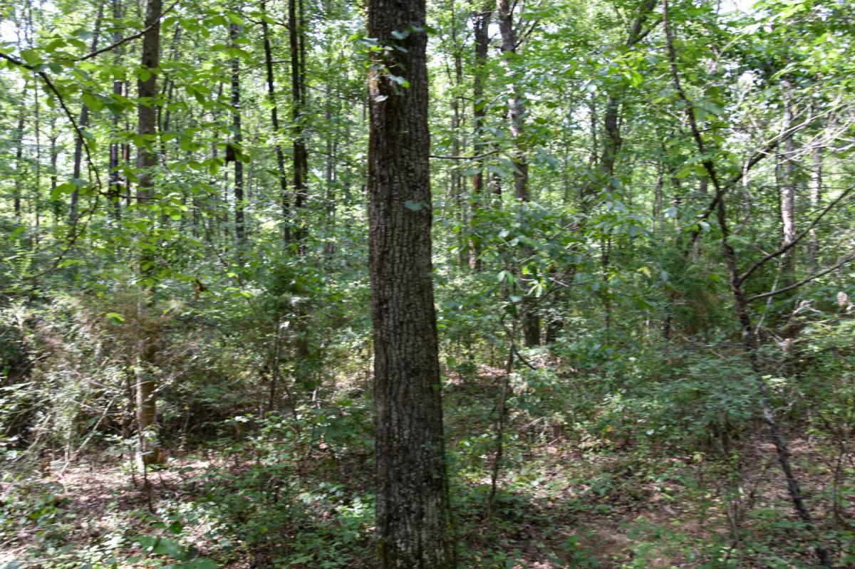 Picture of Residential Land For Sale in Rose Bud, Arkansas, United States